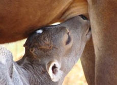 Kuhmilch als Nahrungsmittel für den Menschen: Eigentlich produzieren die Tiere die Milch für den eigenen Nachwuchs, bei Milchkühen wird die Milchproduktion künstlich gesteigert. Die Kälbchen bekommen keine Muttermilch mehr, sondern Milchersatz.