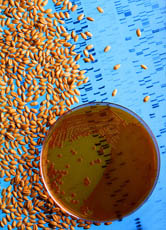 Mit Gentechnik gegen den Hunger? Tatsächlich ist die Methode wirtschaftlichen Interessen untergeordnet.