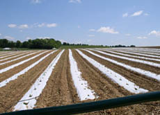 Landwirtschaft und Kolonialismus haben eine gemeinsame Geschichte, die das Schicksal zahlreicher heute "unterentwickelter" Länder mitbestimmt hat.