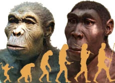 Evolution Stammt der Mensch von den Tieren ab? 