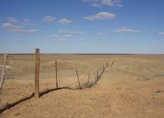 Der Dog Fence ist ein 2.250 Kilometer langer Zaun, der die Dingos daran hindern soll, die Schafherden im Süden zu überfallen.