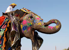 Auf dem Elefantenfest in Jaipur sind die Dickhäuter bunt bemalt und reich geschmückt. An diesem Tag wird der schönste Elefant gekürt