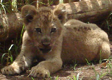 In Südafrika gibt es sehr viele Tiere - leider sind die wenigsten so süß wie dieses Löwenbaby.