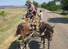 Ein echtes Erlebnis für alle: Eine Fahrt auf einem Pferdefuhrwerk.