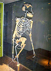 Auch eine Nachbildung des berühmten Urmenschen "Lucy" ist im Senckenberg-Museum zu besichtigen.