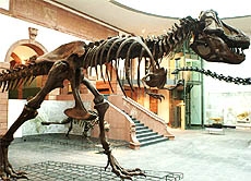 Neben Tyrannosaurus Rex (Bild) oder Stegosaurus sind auch ein Originalskelett des riesigen Diplodocus und ein echter Schädel des Triceratops - Wappenzeichen des Museums - ausgestellt.