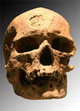 Schädelfund eines Cro-Magnon-Menschen, der gegen Ende der Eiszeit in Europa lebte. Sein Körperbau ähnelt sehr dem des heutigen Menschen.