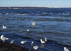 Dennis' Heimat Neustadt grenzt direkt an die Ostsee. Um Möwen und andere Vögel machen die Bewohner einen weiten Bogen.