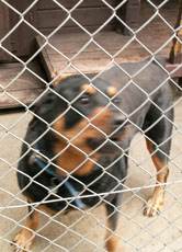 Bevor dieser Rottweiler ins Tierheim kam, wog er schwere 80 Kilogramm und konnte sich kaum noch bewegen.