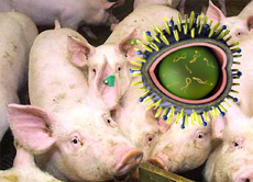 Wissenschaftler haben herausgefunden, dass das aus Mexiko stammende Virus eine neue Unterart des bisher bekannten Grippeerregers H1N1 ist.