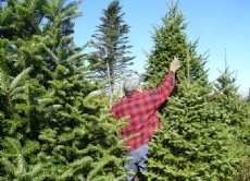 Zu Weihnachten werden alleine für den deutschen Markt fast 29 Millionen Tannen gefällt. Will man auf den Baum nicht verzichten, empfiehlt es sich, auf einen umweltfreundlichen Anbau zu achten.