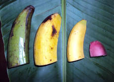 Die Geschichte Der Banane