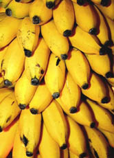 Eine einzelne Bananenstaude kann bis zu 300 Früchte tragen, die zusammen fast so viel wie ein Mensch wiegen.
