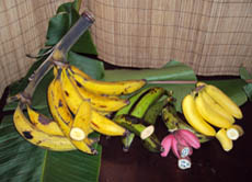 In vielen Ländern zählen die unterschiedlichsten Bananenarten zu den alltäglichen Grundnahrungsmitteln.
