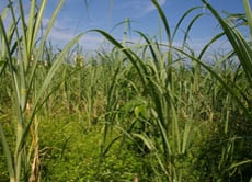 Zuckerrohr gehört zu den bedeutendsten landwirtschaftlichen Erzeugnissen des Landes. Kein Land auf der Welt produziert mehr Zucker als Brasilien, das gleiche gilt auch für Kaffee und Zitrusfrüchte.