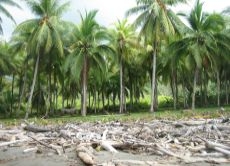 Der Strand von "Ventanas": Im Südwesten des Landes hat der Massentourismus noch etwas weniger Fuß gefasst. Der tropische Regenwald reicht hier an vielen Stellen fast bis zum Meer.