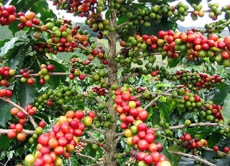 "Kaffeebohnen" sind eigentlich die Samen der Kaffeepflanze - sie stecken zumeist paarweise in den auch "Kaffee-Kirschen" genannten Früchten.