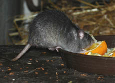 Die Pest breitete sich insbesondere über Ratten und deren Flöhe aus, die von den Nagern infiziert waren und auf den Menschen übersprangen.