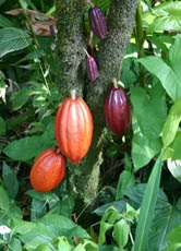 So sehen die bis zu 20 Zentimeter langen und bis zu 500 Gramm schweren Früchte des Kakaobaums aus - im Inneren befinden sich bis zu 60 Samen pro Frucht, nämlich die Kakaobohnen.