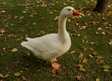 Oft wird am Martinstag eine Gans, die