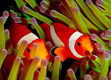 Anemonenfische leben in bestimmten Seeanemonenarten. So sind beide Arten bestens vor Feinden geschützt.