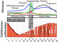 Tage innerhalb eines Zyklus: Die aufgebaute Gebärmutterschleimhaut wird ab dem 1. Tag abgestoßen, wenn die Menstruation einsetzt. Dann baut sie sich erneut auf. Um den 14. Tag herum findet der Eisprung statt und die Frau hat ihre "fruchtbaren Tage".