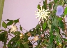 Wer es lieber natürlich mag und die Umwelt schonen will, kann auch eine geeignete Zimmerpflanze weihnachtlich dekorieren.