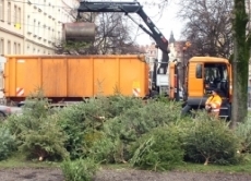 Allein in Deutschland landen jährlich fast 29 Millionen abgesägte Weihnachtstannen auf dem Müll. Hier in München-Haidhausen (Bild) werden sie immerhin für den Tierpark Hellabrunn als Nahrung abgeholt. Eine Alternative ist es, eine Tanne mit Wurzeln zu kaufen und nach dem Fest auszupflanzen.
