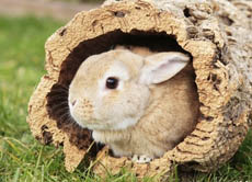 Kaninchen graben gern unterirdische Gänge und Höhlen und verstecken sich dort vor Feinden. Deshalb sollte ein Gehege Unterschlupfmöglichkeiten wie diesen hohlen Baumstamm bieten.