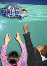 Besonders bei Kindern sind die neuen Bewohner des Lononer Aquariums der Hit.