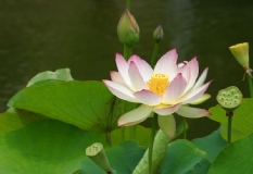 Die Blätter der asiatischen Wunderpflanze entfalten sich makellos sauber, auch wenn die Pflanze im Schlamm wächst.