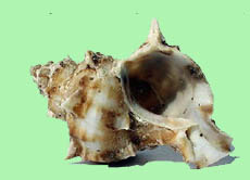 Purpurschnecke