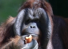 Männliche Orang-Utans haben seitlich am Kopf Wülste, mit denen sie ihre Kraft und Gesundheit zur Schau stellen.