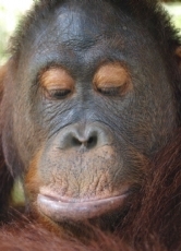 Orang-Utans gehören zu den Menschenaffen und sind ganz besonders intelligente Tiere. Es ist sogar gelungen, einigen der Affen eine Symbolsprache beizubringen, mittels derer sie sich mit Menschen "unterhalten" können.