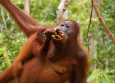 Der Prozess der Auswilderung ist langwierig und kann Jahre dauern. Dieser Orang-Utan hat nur noch während der Fütterung mit Menschen Kontakt. Da man nie weiß, wann es wieder so etwas Leckeres gibt, schlägt er richtig zu.