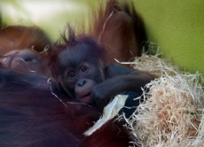 Vor allem Orang-Utan-Babys werden gnadenlos gejagt und dem Muttertier entrissen. Das ist sehr schlimm für die Kleinen, denn die Affenmutter und ihr Junges sind fast unzertrennlich.