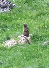 Alpenmurmeltiere bewohnen sonnige Bergwiesen und Geröllfelder oberhalb der Waldgrenze in 800 bis 3.000 Metern Höhe.