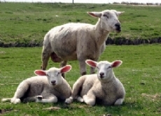 Die Schafskälte hat ihren Namen von den geschorenen Schafen auf der Weide, die im Frühsommer ohne ihre dicke Wolle noch ganz schön frieren können.