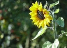 Die Sonnenblume ist eine typische Sommerpflanze. Sie reckt ihren Kopf immer in Richtung Sonne.