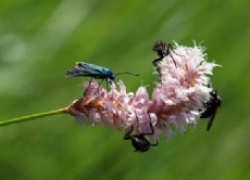 Überall summt und krabbelt es im Sommer - zum Beispiel hier auf einer Knöterich-Blüte, auf der ein Grünwidderchen-Schmetterling und mehrere Tanzfliegen Platz genommen haben und vom süßen Nektar naschen.