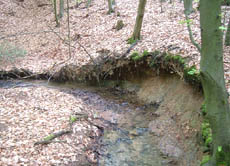 Hier kann man gut sehen, dass das Wasser an der Außenseite des Flusses (rechts), dem so genannten Prallhang, Bodenmaterial abgetragen hat. Links bildet sich der flachere Gleithang.