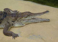 Australisches Süßwasserkrokodile reißen oft ihren Rachen weit auf. So können sie die Temperatur ausgleichen.