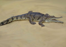 In Australien heißen die Süßwasserkrokodile "Fresh Water Crocodiles" - oder einfach "Freshis".
