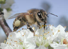 Eine Biene nimmt Nahrung auf und sorgt damit für die Bestäubung von Pflanzen. Dieser Vorgang ist für die Natur sehr wichtig, da sich dadurch viele Blütenpflanzen überhaupt vermehren können.