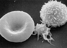 Die drei Blutzellentypen: Erythrozyten (links), Thrombozyten (Mitte) und Leukozyten (rechts).