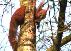 Mit dem Schwanz kann das Eichhörnchen sein Gleichgewicht ausbalancieren.