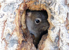 Ein Eichhörnchen lugt aus einer Baumhöhle.