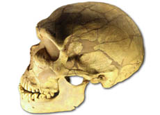 Schädelfund eines Neandertalers. Sein Gehirn war ungefähr drei Mal so groß wie das eines Menschenaffen.