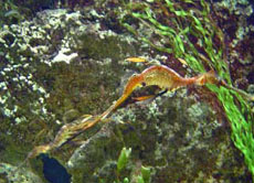 Der Fetzenfisch lässt sich gerne von der Strömung im Wasser treiben.