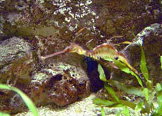 Kleiner Fetzenfisch